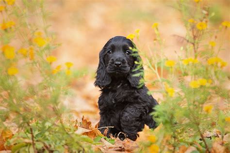 are english cocker spaniels hypoallergenic.